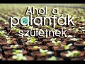 Mi kell a mag vetéshez, avagy hol születnek a palánták? / kert TV