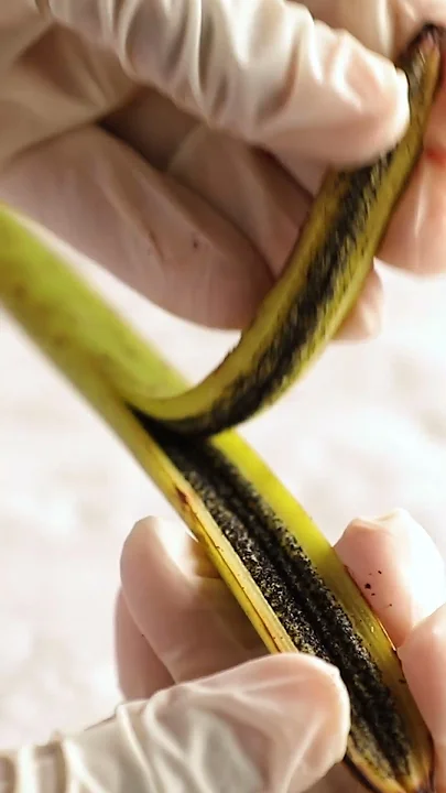 Farmers in #Madagascar produce roughly 80 percent of the world’s #vanilla. #soexpensive #spices