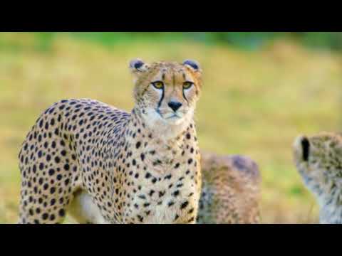 Beauty of Nature wildlife,animals,wildlife,flowers,birds,natural environment  whatsapp nature status