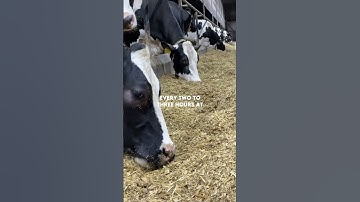 These three simple practices will help you determine whether your feedbunk is producing milk.