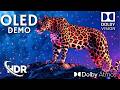 Amazing OLED Demo 4K HDR 60FPS, Dolby Vision, 4K ULTRA HD (4K/8K TV)