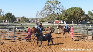 CC and Woody - sorting - Valley View Ranch
