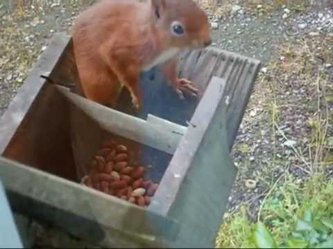 Braemar Red Squirrels for Sale  YouTube