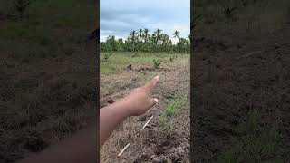 Jarak tanam Sriwijaya SK5 dan pemberian tapak timbun sawit di lahan rawa. #sawitunggul #perkebunan