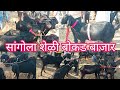 सांगोला शेळी बोकड बाजार 2021 / Sangola Goat Market 2021 / चालू बाजारभाव