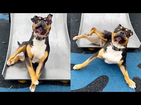DOG FALLS DOWN SLIDE 😂 🐶 | FUNNY DOGS