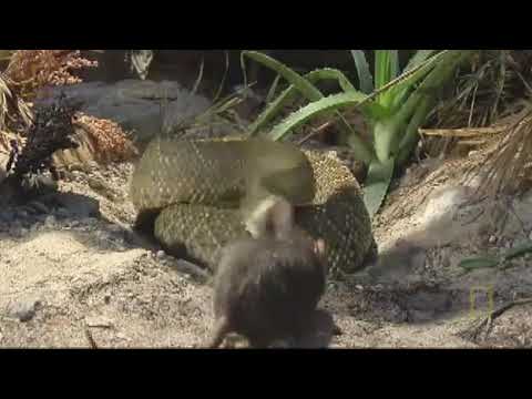 قبضة الثعبان 