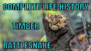 A YEAR IN THE LIFE OF THE TIMBER RATTLESNAKE