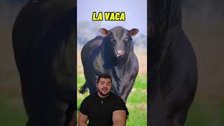 No le ganarías a un gorila #gorila  #animales #animals #wild #nature