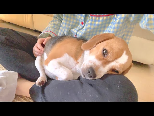 犬っぽさが消えてしまったビーグルｗ人間の赤ちゃんみたいでカワイイ Youtube