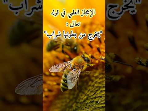 لماذا قال الله بطون النحل ولم يقل بطن النحل