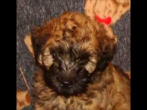 newborn wheaten terrier