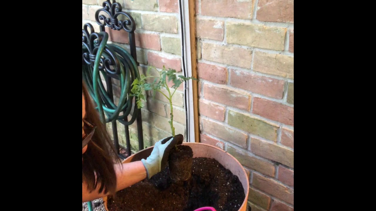 Kitchen Garden Revival Tomato Planting Tutorial