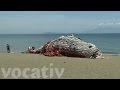 Giant ‘Dead Whale’ Is Haunting Reminder of Massive Plastic Pollution Problem