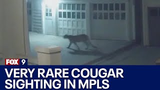 'Very rare' cougar sighting in Minneapolis neighborhood