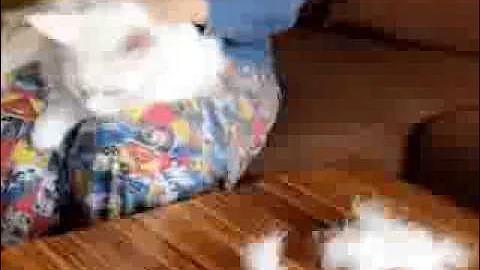 Video 779921: maine coon british, long haired maine coon, cat hair brush