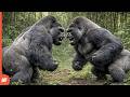 Two Silverback Gorillas Clash for Dominance — Watch What Happens