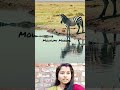 জল খেতে এসেছিলো জেব্রাটি #wildlife_perfection#nature_lethals#zebra_vs_crocodile#wil#animals