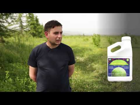 სადმონსტრაციო ნაკვეთი  ჩაი და თხილი მარტვილი  07  05 2019