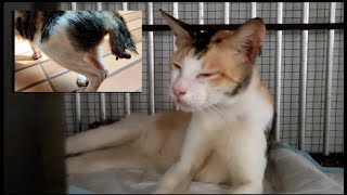 CRUEL! This cat's tail was cut by someone and the wound emitted a foul smell@lilyivo by Lily Ivo 3,399 views 1 month ago 7 minutes, 25 seconds