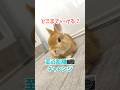 【検証】うさぎにカメラはどこまで近づけられるのか。 #rabbit #うさぎ #うさぎのいる暮らし #bunny #cuteanimals #mybunny #うさぎパパ #かわいい