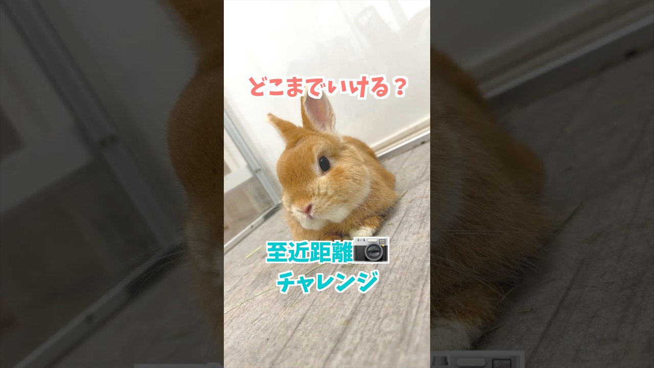 【検証】うさぎにカメラはどこまで近づけられるのか。 #rabbit #うさぎ #うさぎのいる暮らし #bunny #cuteanimals #mybunny #うさぎパパ #かわいい