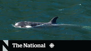 Researchers race to track freed baby orca, reunite her with her pod