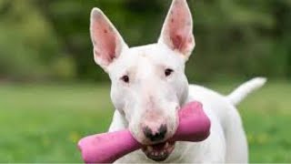 Bullterrier Love & Bravery | Funny & Cute Bullterrier Compilation