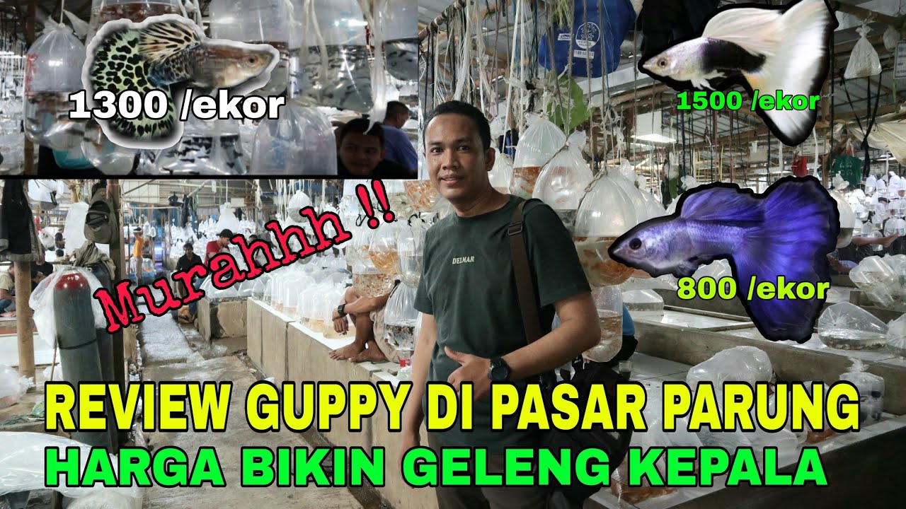 YANG CARI GUPPY MURAH DI SINI TEMPATNYA