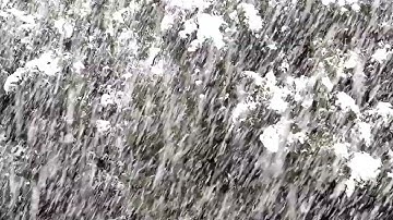 Strong Howling Wind Sound 2 Hours - Swaying Spruce Trees in The Wind