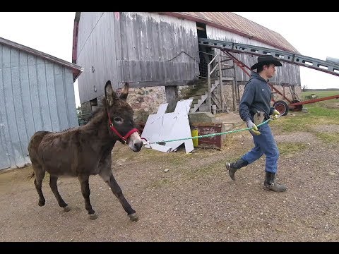 A Day in the life of the Donkey basketball man