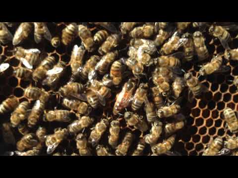 2019-ის მარტისთვის მდგომარეობა ჩემს საფუტკრეში