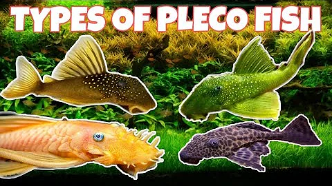 Types of pleco fish | Types of sucker fish | Prathamesh Aquatics