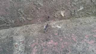 Hakobu　アリが運ぶ20180722仲間の死骸を２人で運ぶ