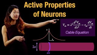 Active Properties of Neurons | Responses to Current | Cable Equation in Axon Conduction