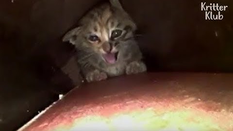 Tiny Kitten Is Strong Enough To Escape From The Narrow Pipe | Animal in Crisis EP29