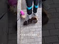 ぺえちゃんロナウドとお散歩🐶