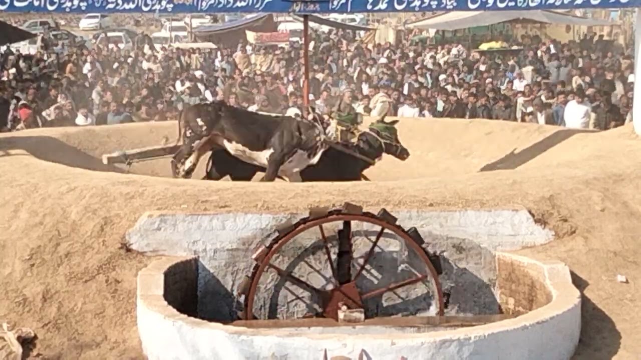 26 جنوری 2025 چیمپئن قریشی بشارت علی چک قاضی آندری داند دلدار باری داند شاہین  پھیرے 10 منٹ 206/75