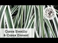 Carex everillo  everest  couvresol toute lanne