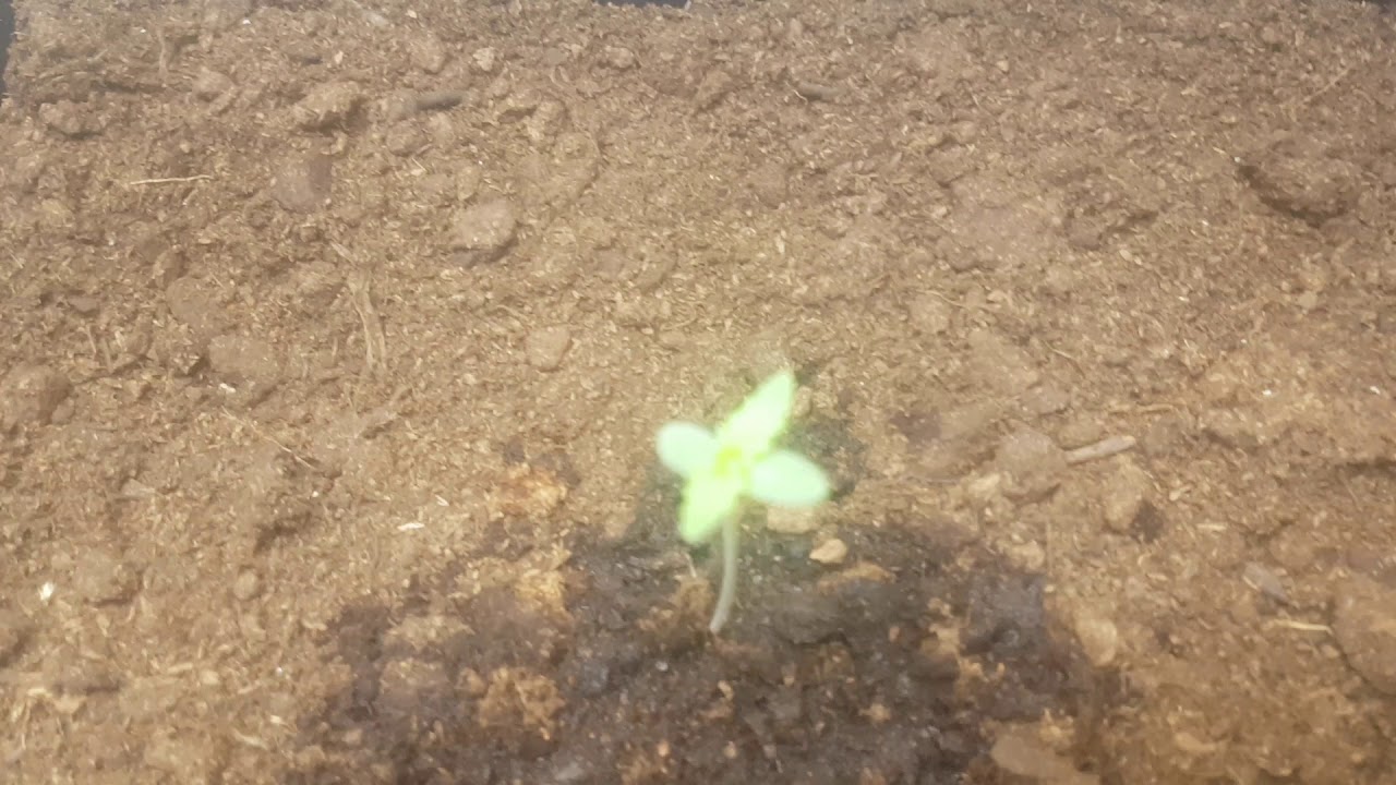 LEMON HAZE GROW WEED