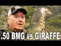 50 bmg vs giraffe  getting scoped by a 50 bmg