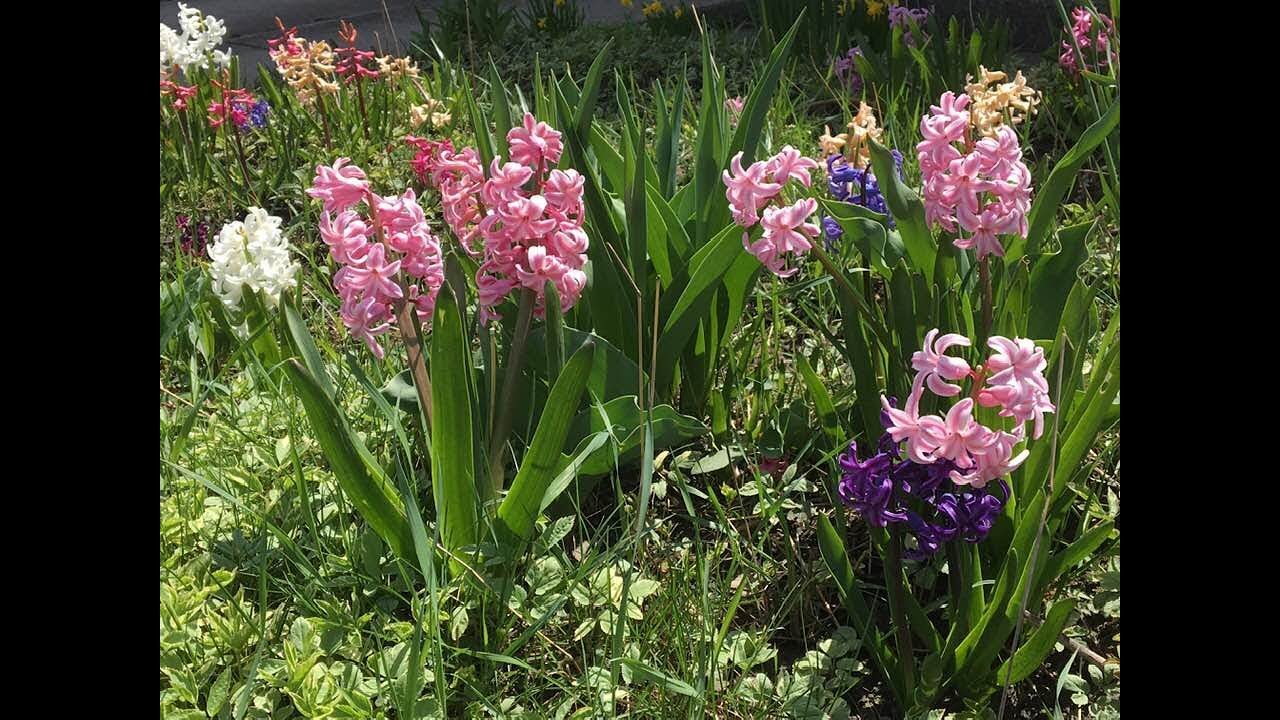 🌸🌷Spring flower garden tour Hyacinths,Daffodils and my cherry tree is
