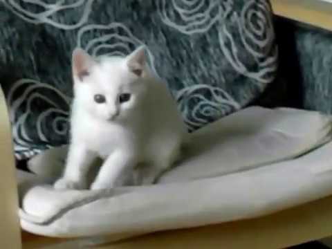 Video: Uredske Mačke: Japanska Kompanija 'zapošljava' Mace Kao Ublaživače Stresa