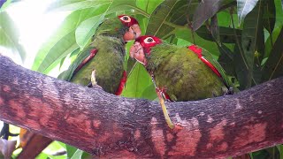 Red-masked Parakeet - Ecuador