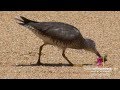 Curlew Crab Dinner ~ Kauai