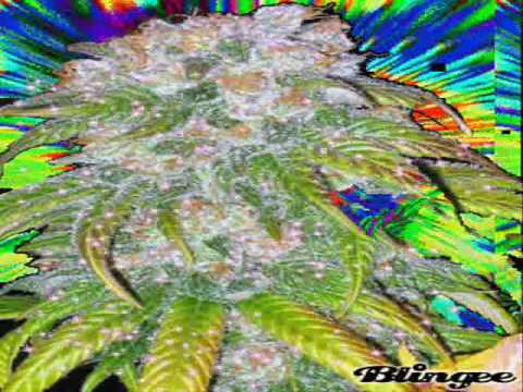 Niche - Back it up.wmv