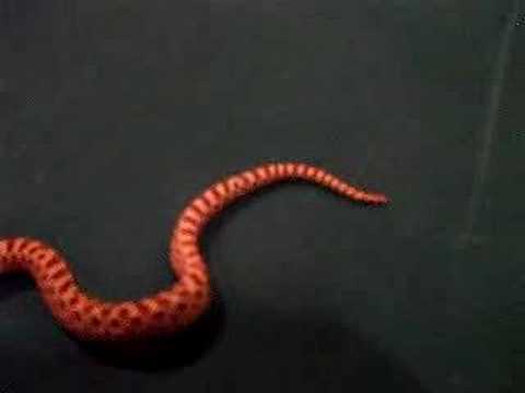 snake oil Care video of Western Hognose