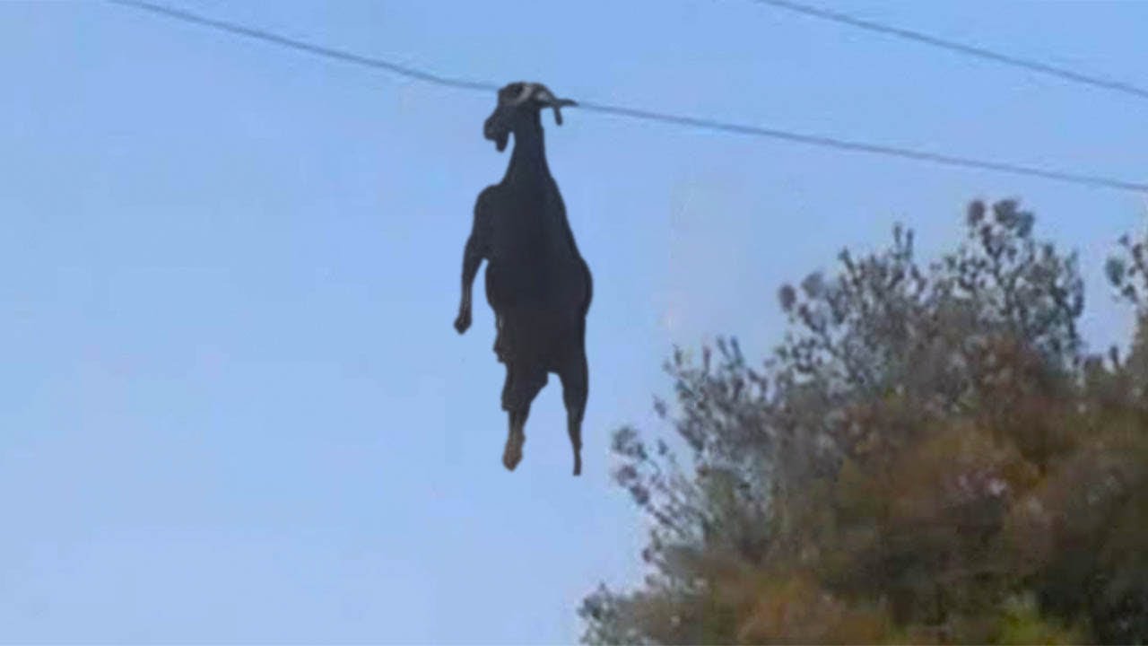 Momentos Mais Vergonhosos Dos Animais