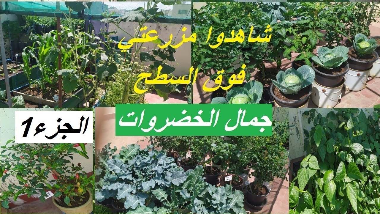 جولة في مزرعتي الصغيرة على السطح مع نهاية فصل الربيع الجزء الاول