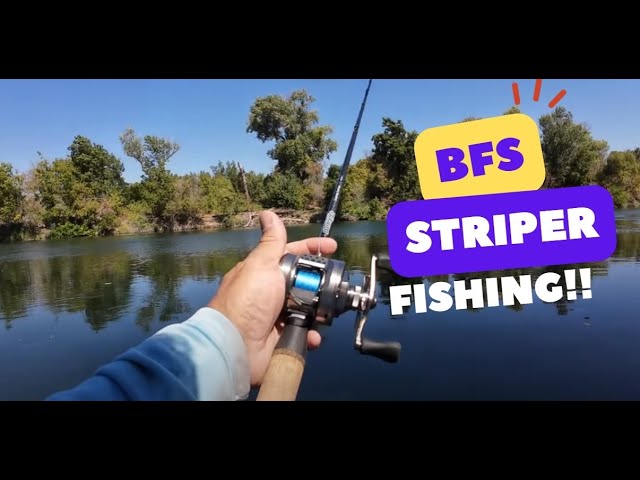 Catching Live Shad for Striper Fishing